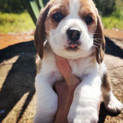 Pockets Male & Female Beagle Puppies For Sale