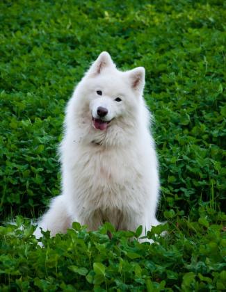 Samoyed Dog: Everything You Need to Know About This Fluffy Breed