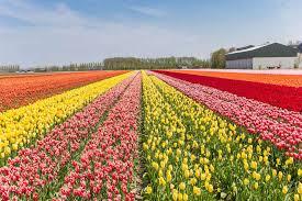 SRINAGAR KASHMIR TULIP FESTIVAL 2025