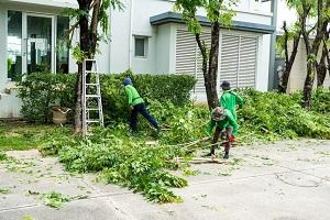 St. Louis Park Tree Service