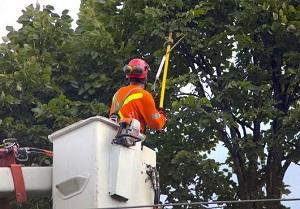 St. Louis Park Tree Service