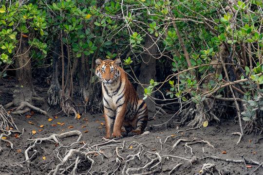 SUNDARBAN PACKAGE TOUR