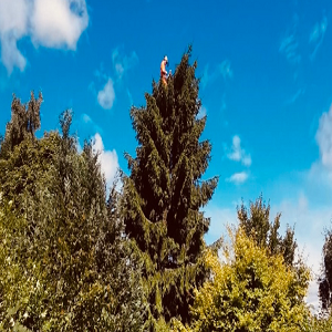 The Tree Business