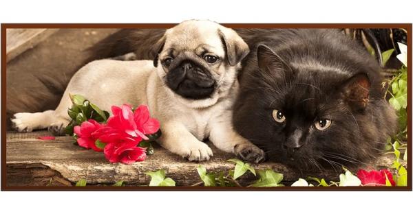 Top Vet in Plano, TX – Quality Care for Your Pets