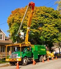Tree Services Atlanta