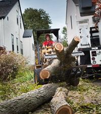 Tree Services Atlanta