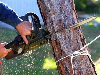 Tree stump removal service | FR Tree Service