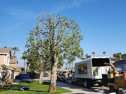 Tree stump removal service | FR Tree Service