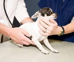Trusted Vet Services in Edmonton, AB - Ermineskin Veterinary Hospital