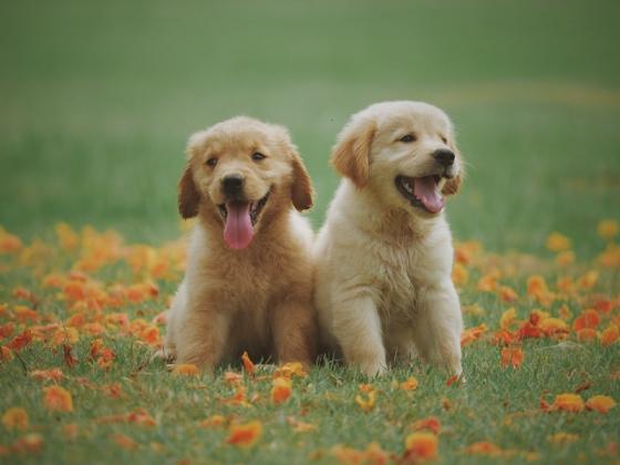 Trusted Veterinarian in New Orleans, LA – Compassionate Pet Care
