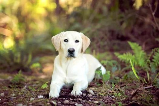 Trusted Veterinarian in Newmarket, ON - Quality Care for Your Pets