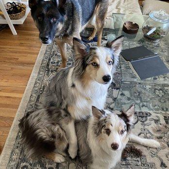 Trusted Veterinarians in Omaha, NE – Compassionate Care for Your Pets