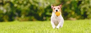 Trusted Vets in Calistoga, CA – Expert Care for Your Pets