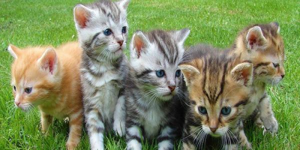 Trusted Vets in Manor, TX - Manor Veterinary Hospital