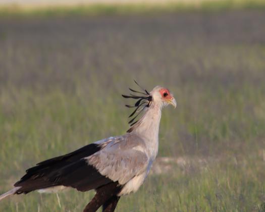 Unleash the Adventure: Kenya Safari Tours with Kiboko Tours & Travel Limited