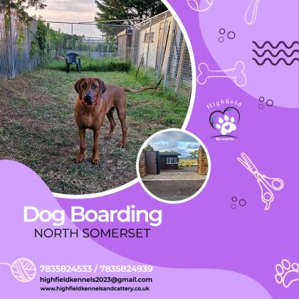 We will deliver you with the best dog boarding in North Somerset