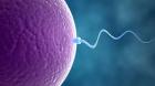 Buy Clomiphene Citrate Online: Best Option for Fertility Treatment