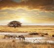 Discover the Ultimate Uganda Gorilla Trekking Safari