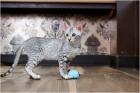 Egyptian Mau Kittens for Sale