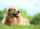 Experienced Veterinarian Near Middletown, DE