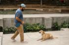 Personal Dog Trainer San Antonio TX