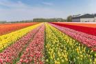 SRINAGAR KASHMIR TULIP FESTIVAL 2025