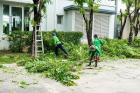 St. Louis Park Tree Service