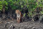 SUNDARBAN TOUR PACKAGE