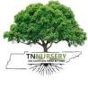 Tree Nursery Gardening Blog
