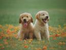 Trusted Veterinarian in New Orleans, LA – Compassionate Pet Care