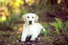 Trusted Veterinarian in Newmarket, ON - Quality Care for Your Pets