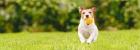 Trusted Vets in Calistoga, CA – Expert Care for Your Pets