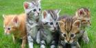 Trusted Vets in Manor, TX - Manor Veterinary Hospital