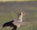 Unleash the Adventure: Kenya Safari Tours with Kiboko Tours & Travel Limited
