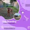 We will deliver you with the best dog boarding in North Somerset