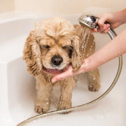 Affordable Dog Grooming Services in North York – Hello Pets Inc.