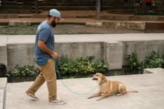 Aggressive Dog Training San Antonio TX