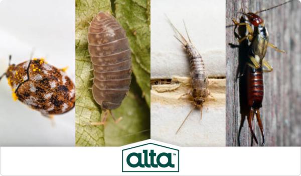 Alta Pest Control