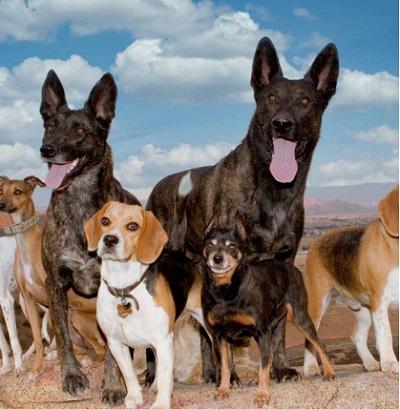 Dominant Dogs