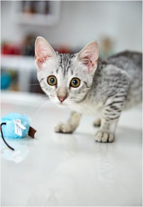 Egyptian Mau Kittens For Sale In NYC