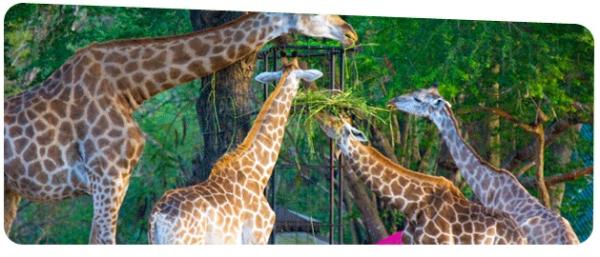 Export and Import Animal Services in Thailand