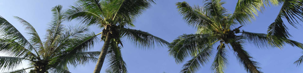 Hawthorne's Tree Service Lakeland FL