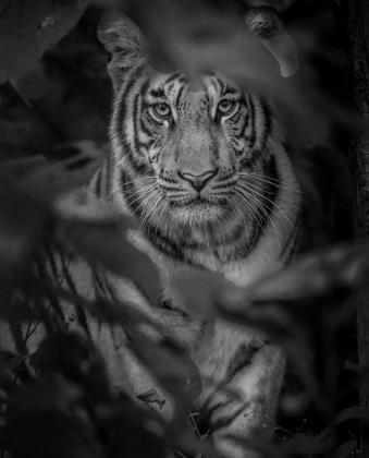 Jungle Safari in MP pench