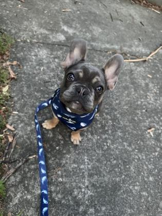 Kingdom Frenchies