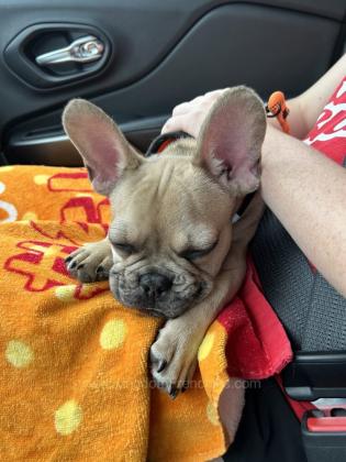 Kingdom Frenchies