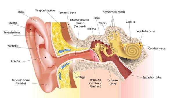 Neurologist Vertigo Treatment