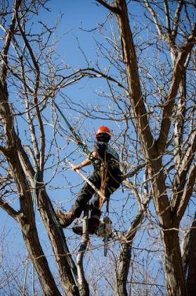Peterson Tree Care Provo