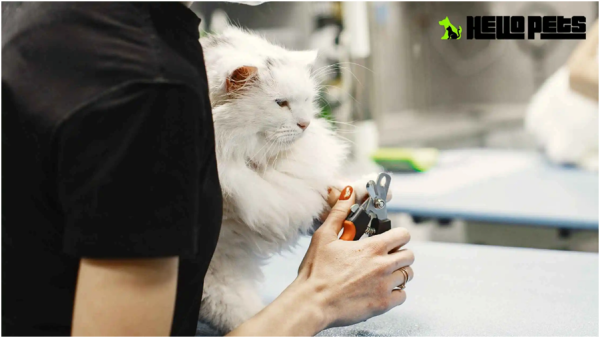 Professional Cat Grooming in North York - Hello Pets Inc.