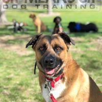 Sit Means Sit Denver Dog Training