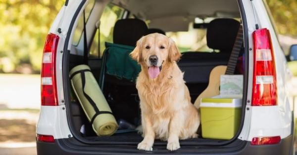 Sit Means Sit Denver Dog Training